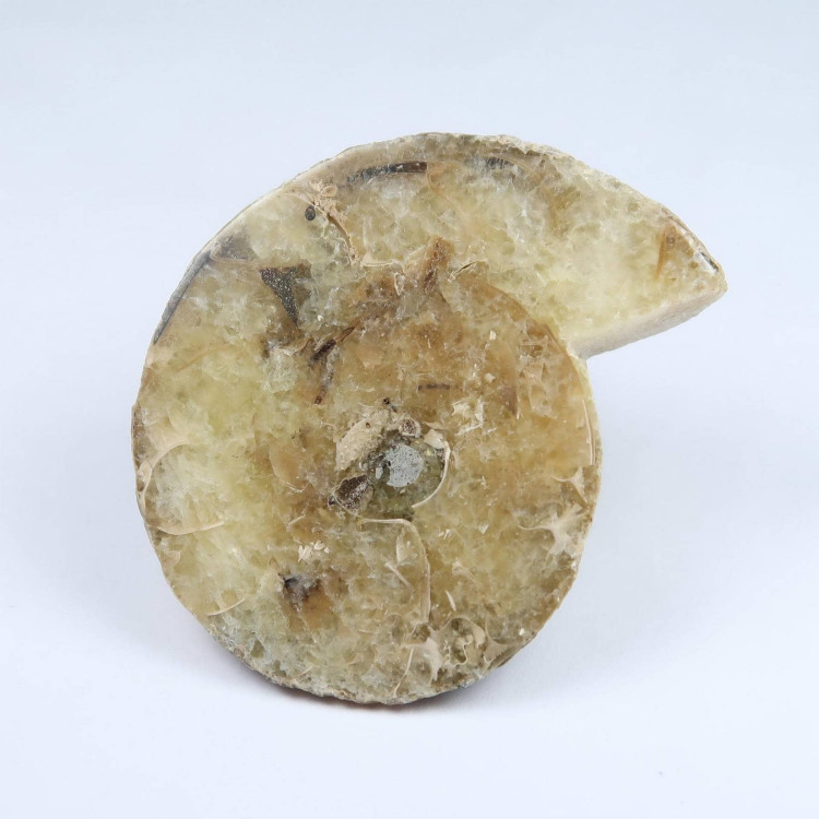 cut and polished ammonite halves (1)