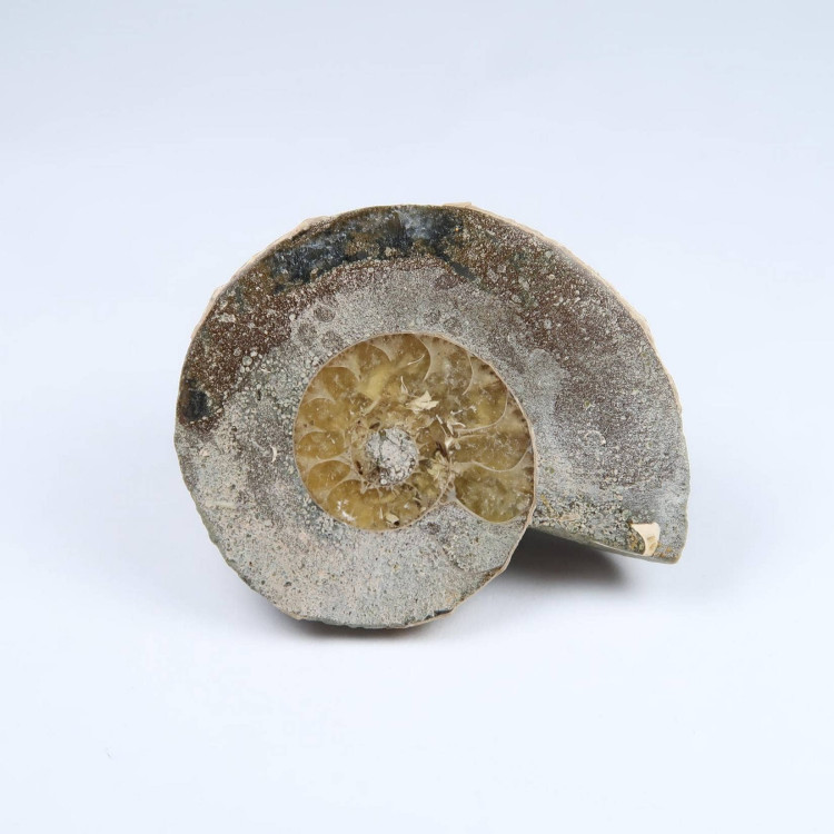 cut and polished ammonite halves (2)