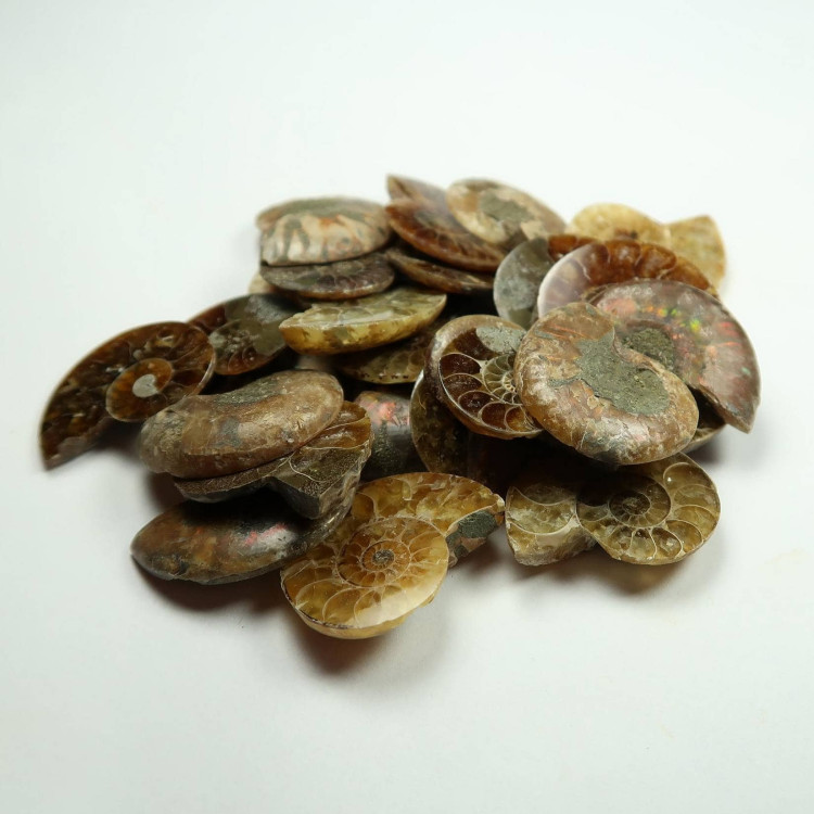 Cut and Polished Ammonites