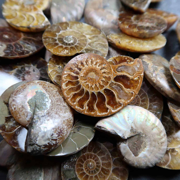 Cut And Polished Fossil Ammonites