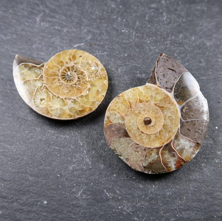 polished ammonites