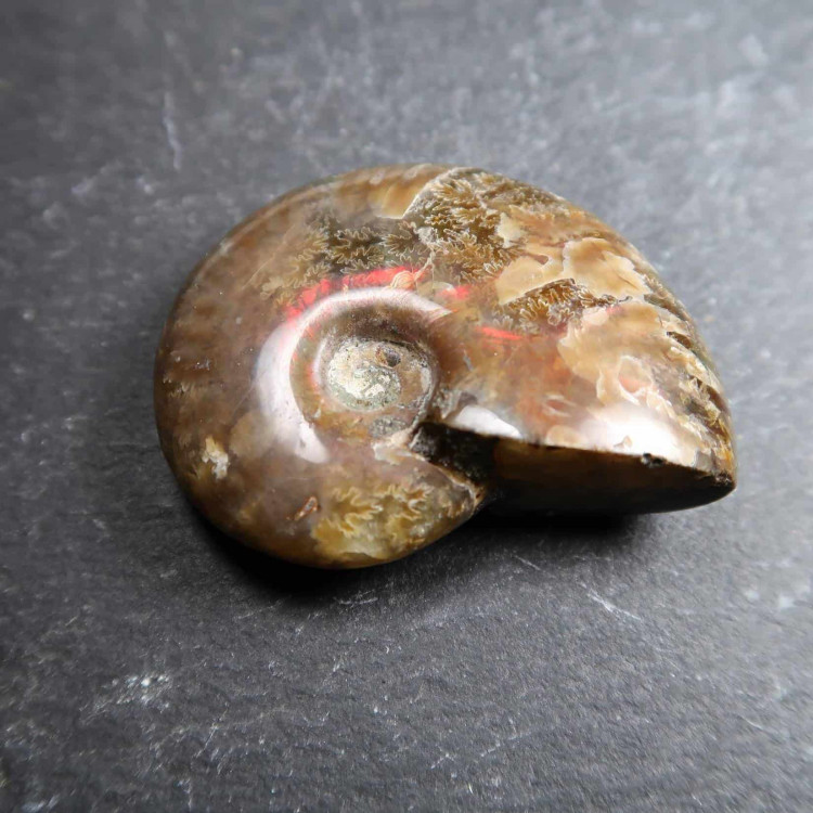 Fossilised Iridescent Ammonites from Madagascar