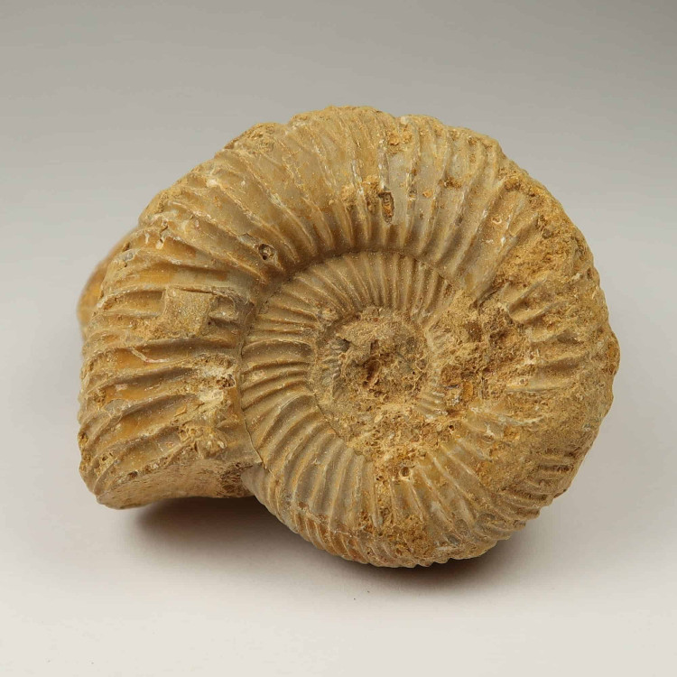 white ammonite fossils from madagascar (1)