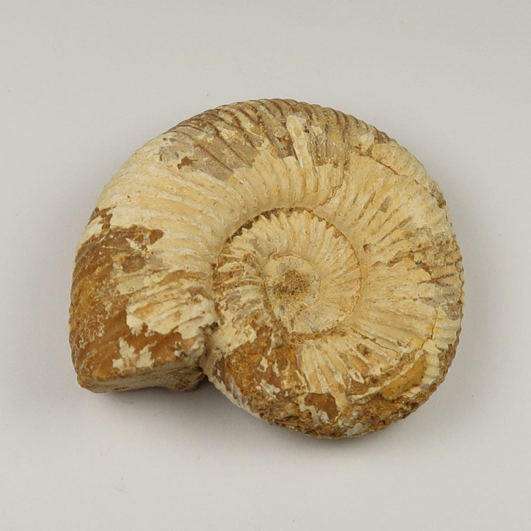 white ammonite fossils from madagascar (4)