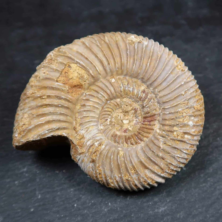 white ammonites