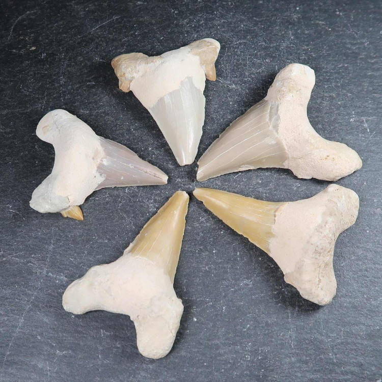 Otodus Sharks Teeth (1)
