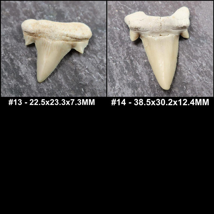 loose otodus sharks tooth fossils