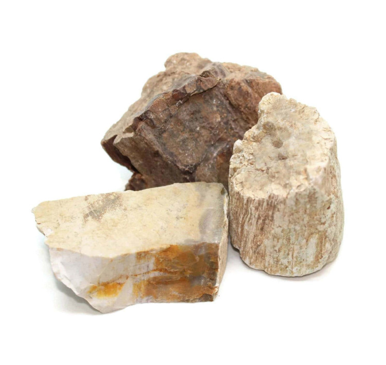 Fossil Petrified Wood Pieces