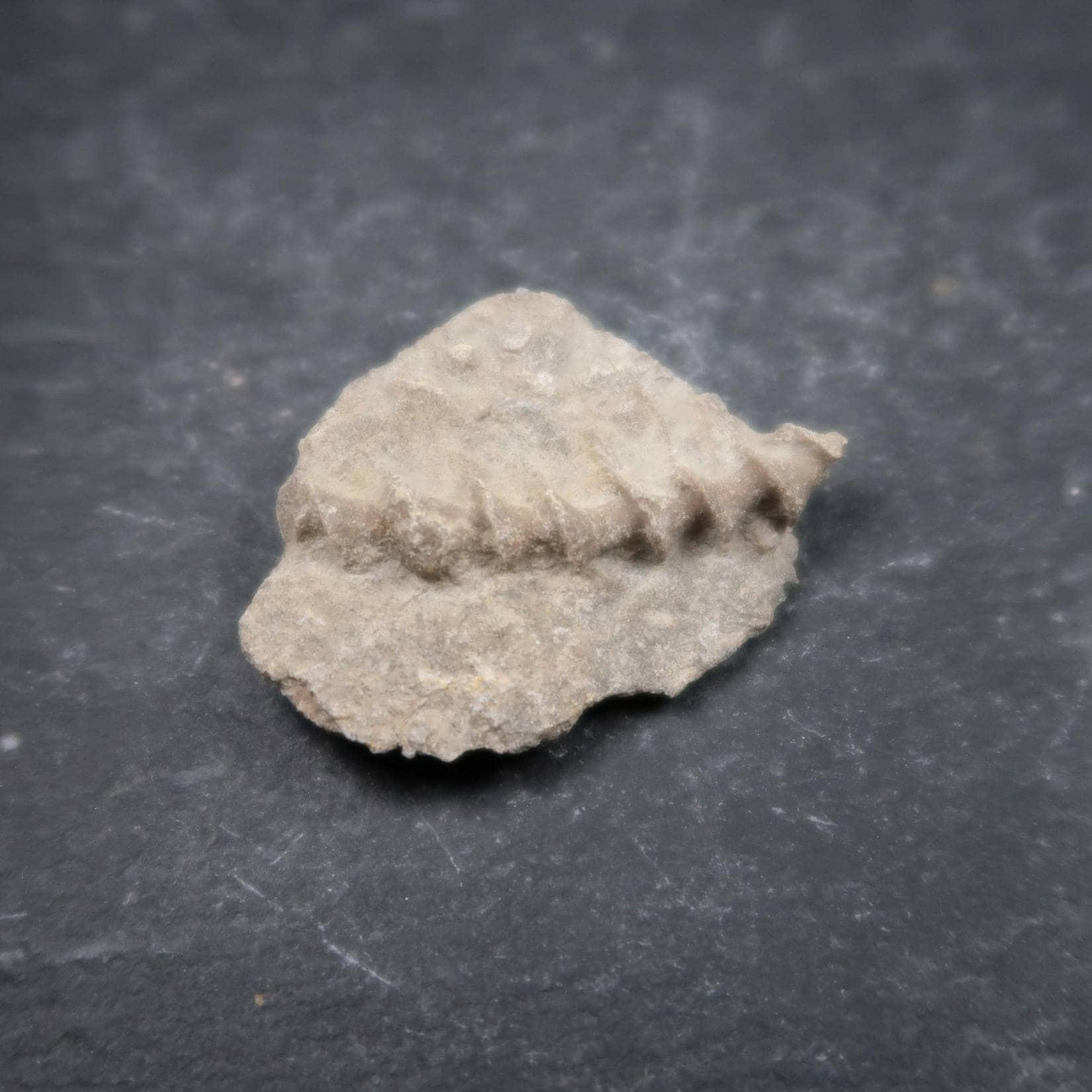 Archimedes Bryozoan Helix Fossils - Albion Fire and Ice - UK Fossil Supply