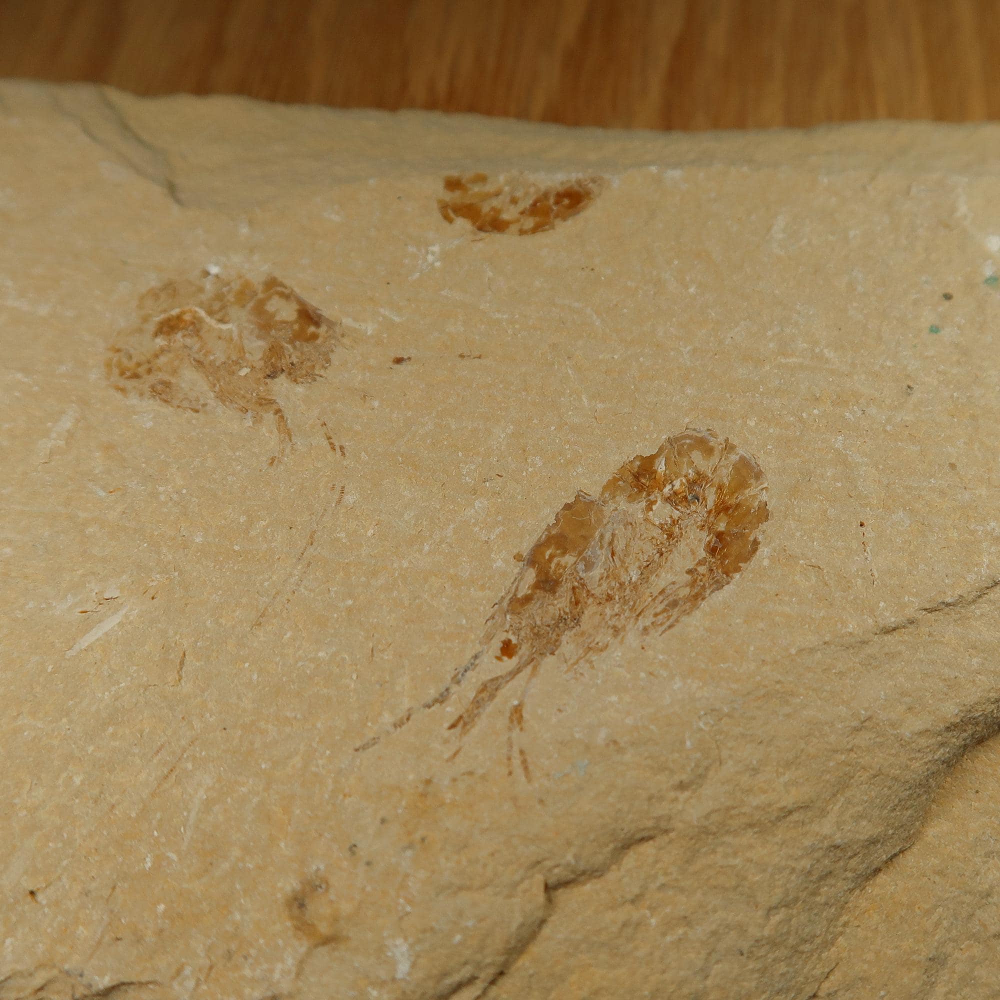 Carpopenaeus prawn fossils Buy Prawn Fossils Online UK Fossils