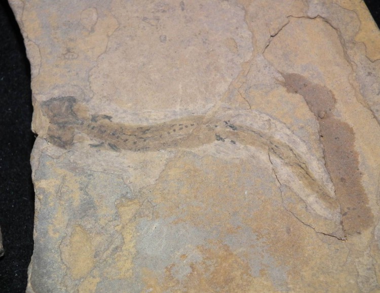Fossil Branchiosaurus Amphibian Specimens