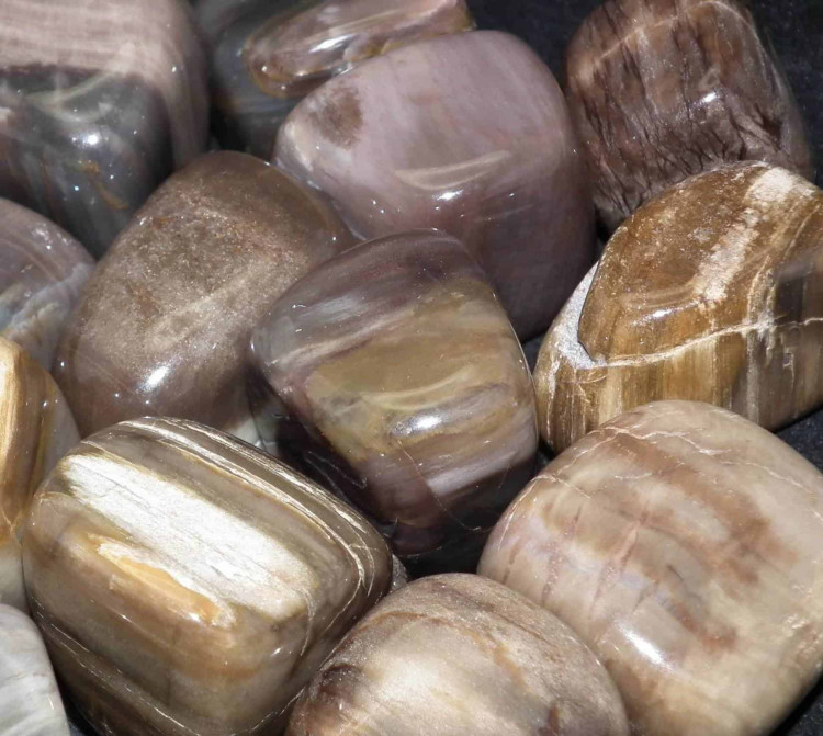 Large Petrified Wood Tumblestones - 30-40MM