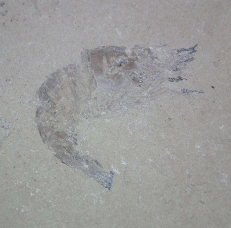 Fossil Shrimp Carpopenaeus on matrix