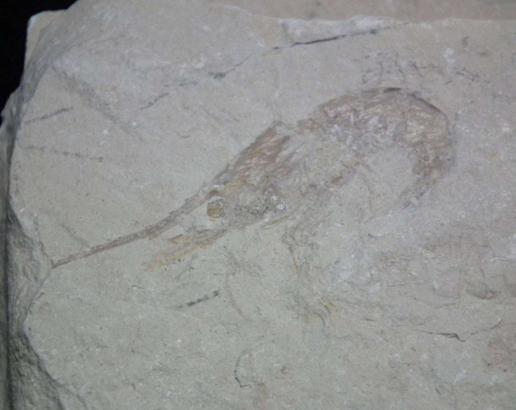 Fossil Shrimp Carpopenaeus on matrix