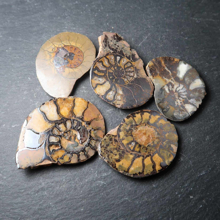 Hematite Filled Ammonites From Morocco (3)