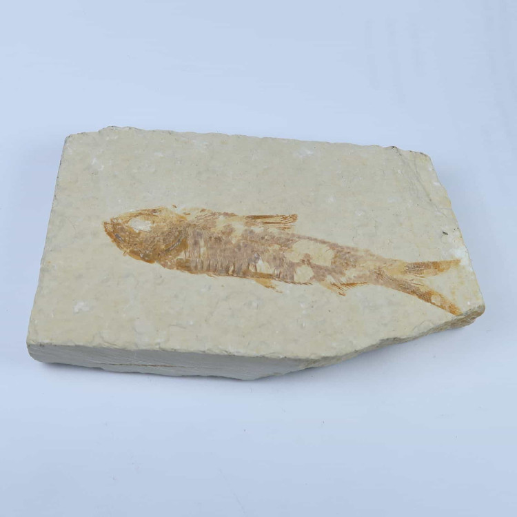 knightia fish fossil specimens from the usa 2