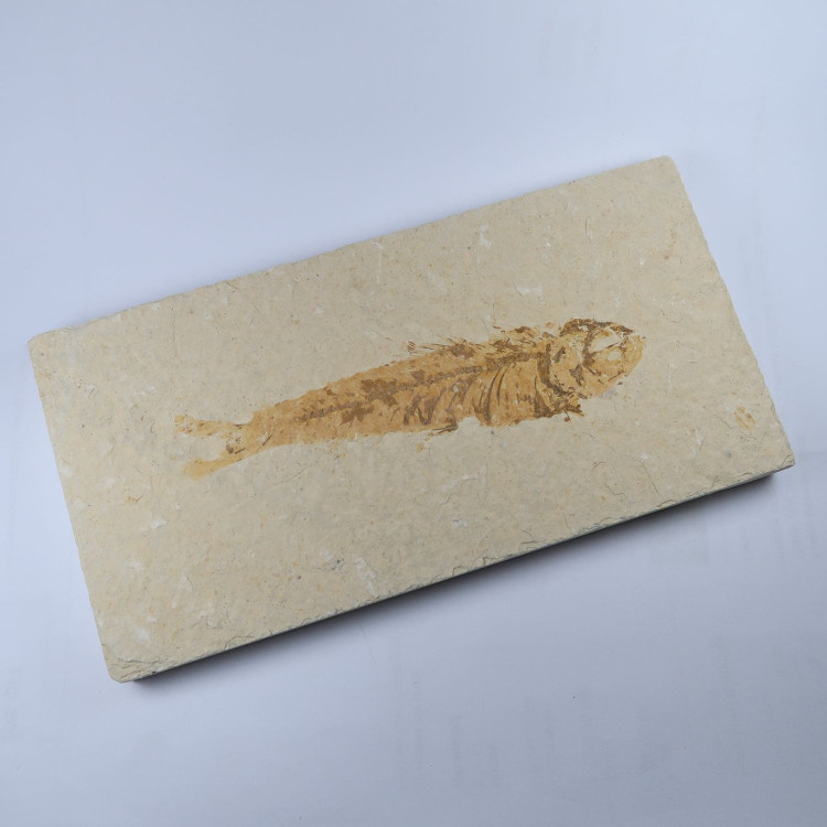 knightia fish fossil specimens from the usa 6