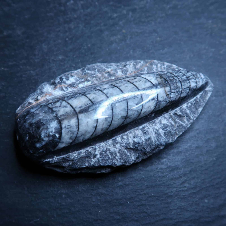 polished orthoceras fossil on matrix from morocco (2)