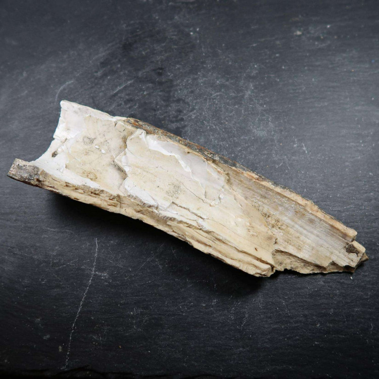 Woolly Mammoth Tusk Ivory Fossils (3)