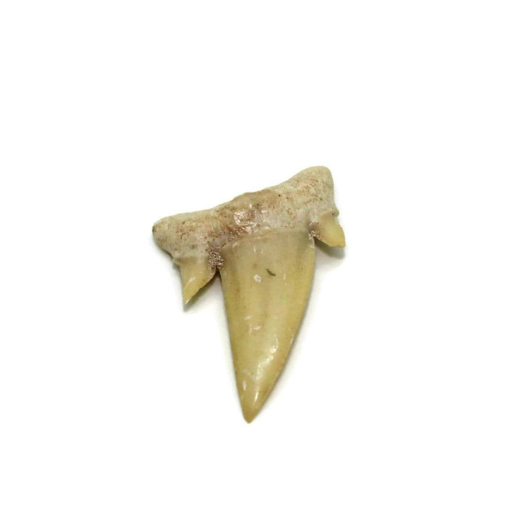 Ascheroni Fossil Sharks Teeth