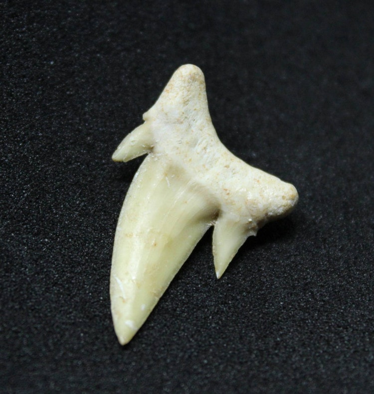 Ascheroni Fossil Sharks Teeth