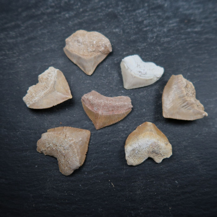 squalicorax sharks tooth fossils from morocco
