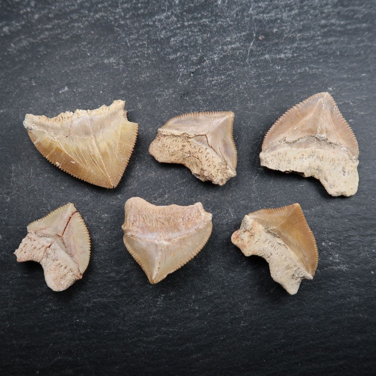 squalicorax sharks tooth fossils 3