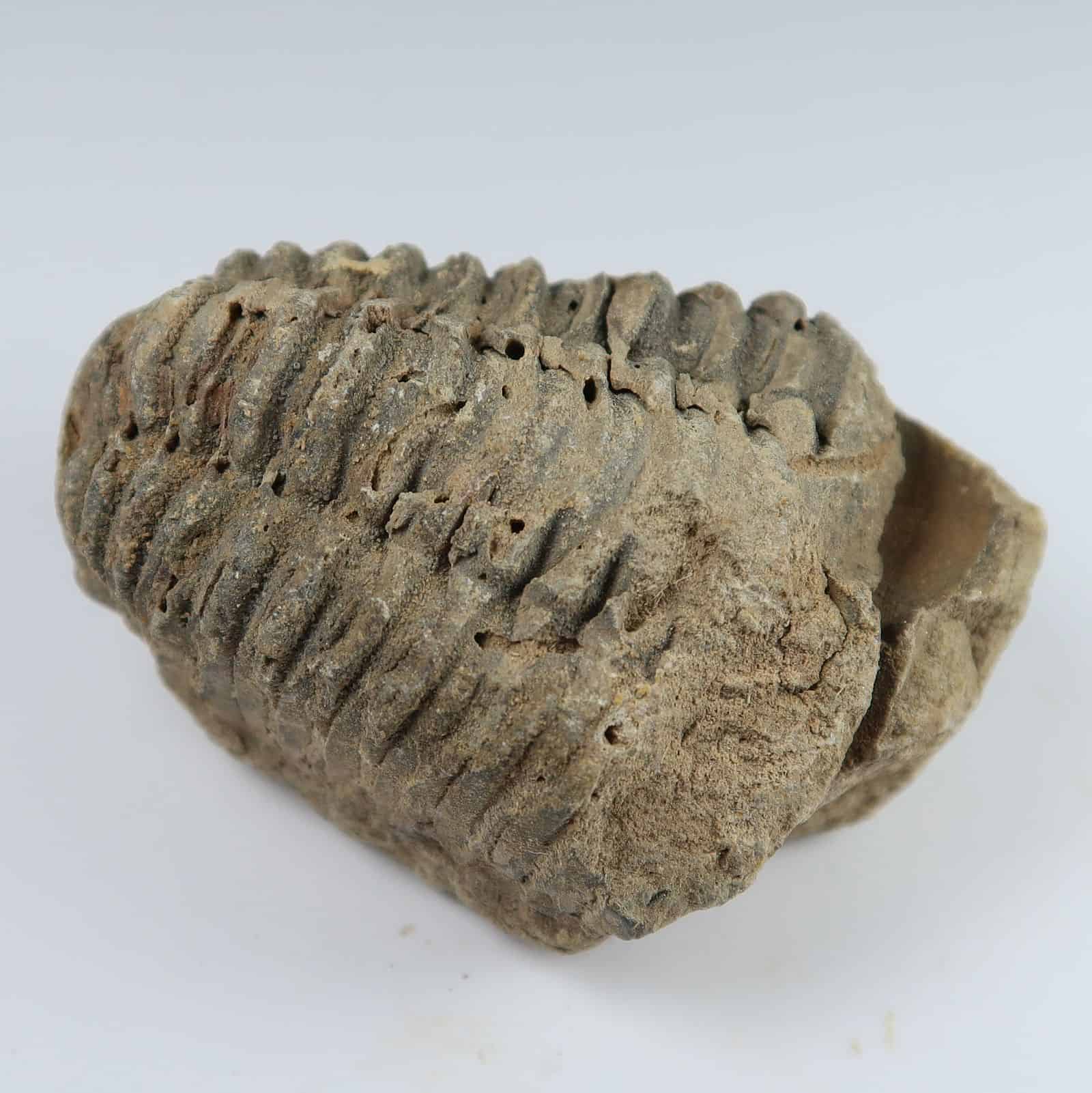 Partial Broken Trilobite Pieces Albion Fire And Ice Uk Fossils