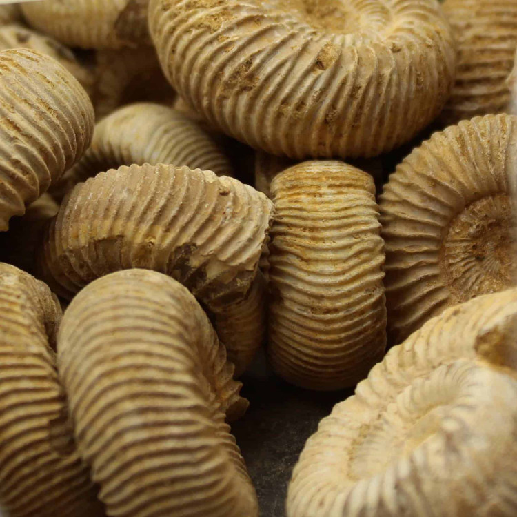 Budget White Moroccan Ammonites
