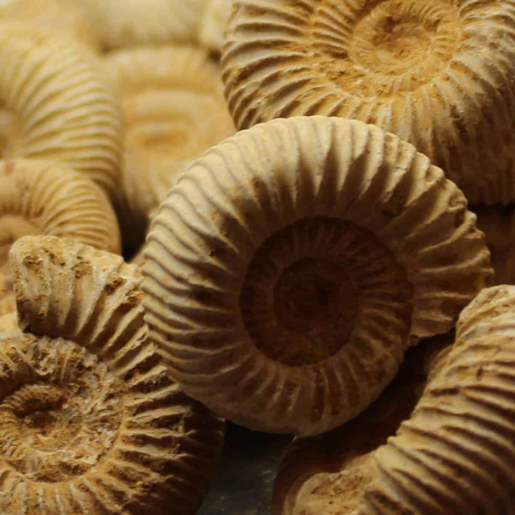 Budget White Moroccan Ammonites