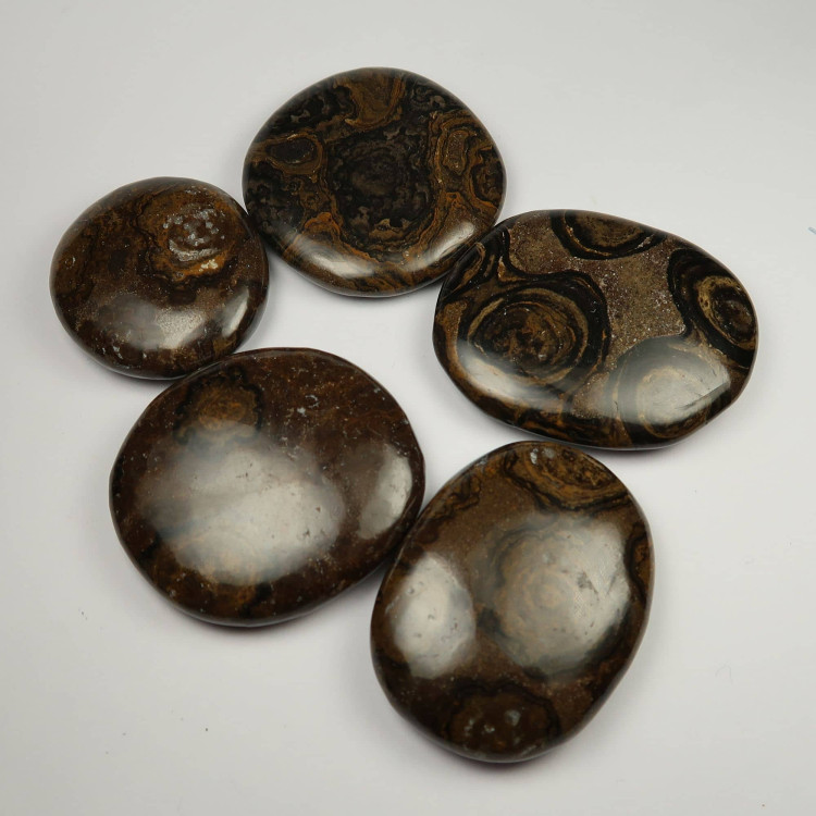 fossil stromatolite palmstones thumbstones 2