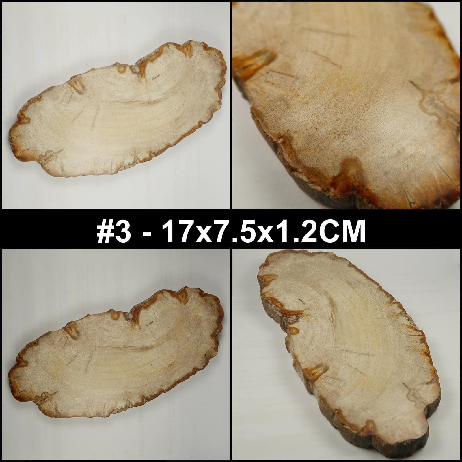 Petrified Wood Slices Buy polished Petrified Wood Slices UK