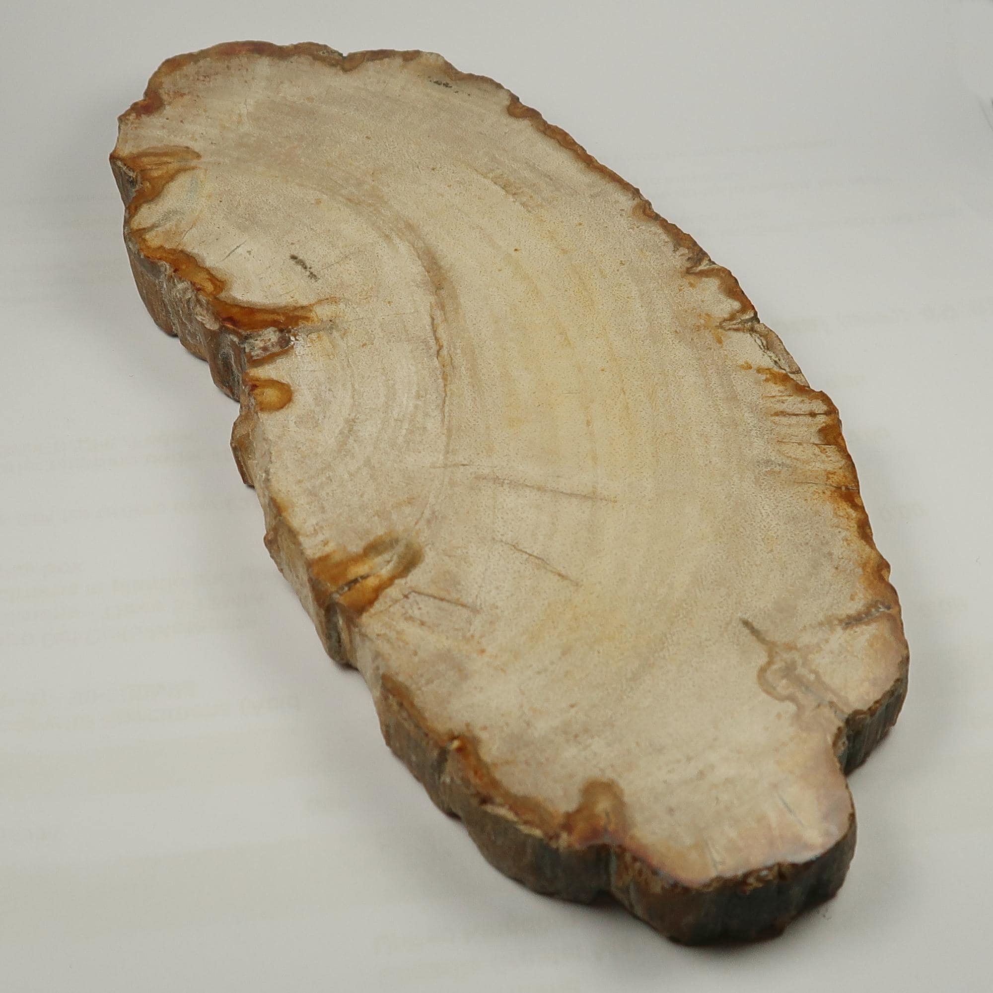Petrified Wood Slices Buy polished Petrified Wood Slices UK