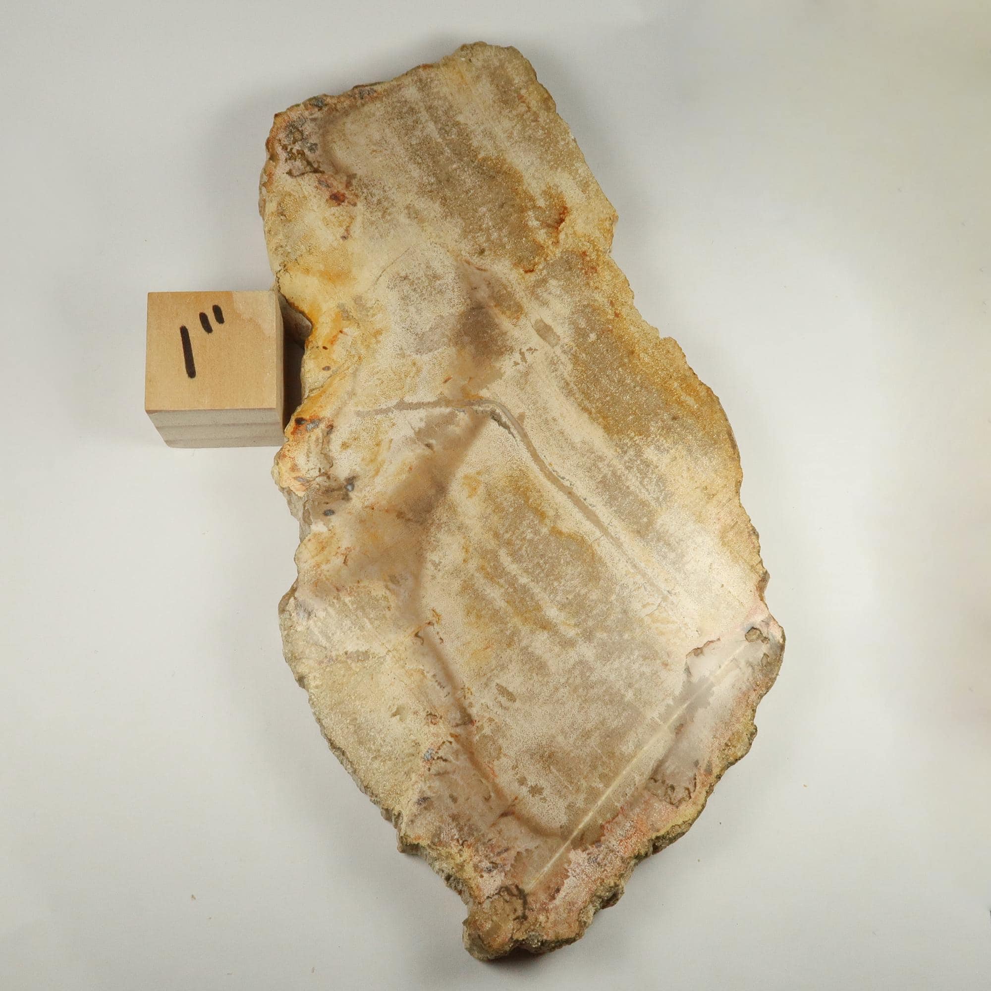 Petrified Wood Slices Buy polished Petrified Wood Slices UK