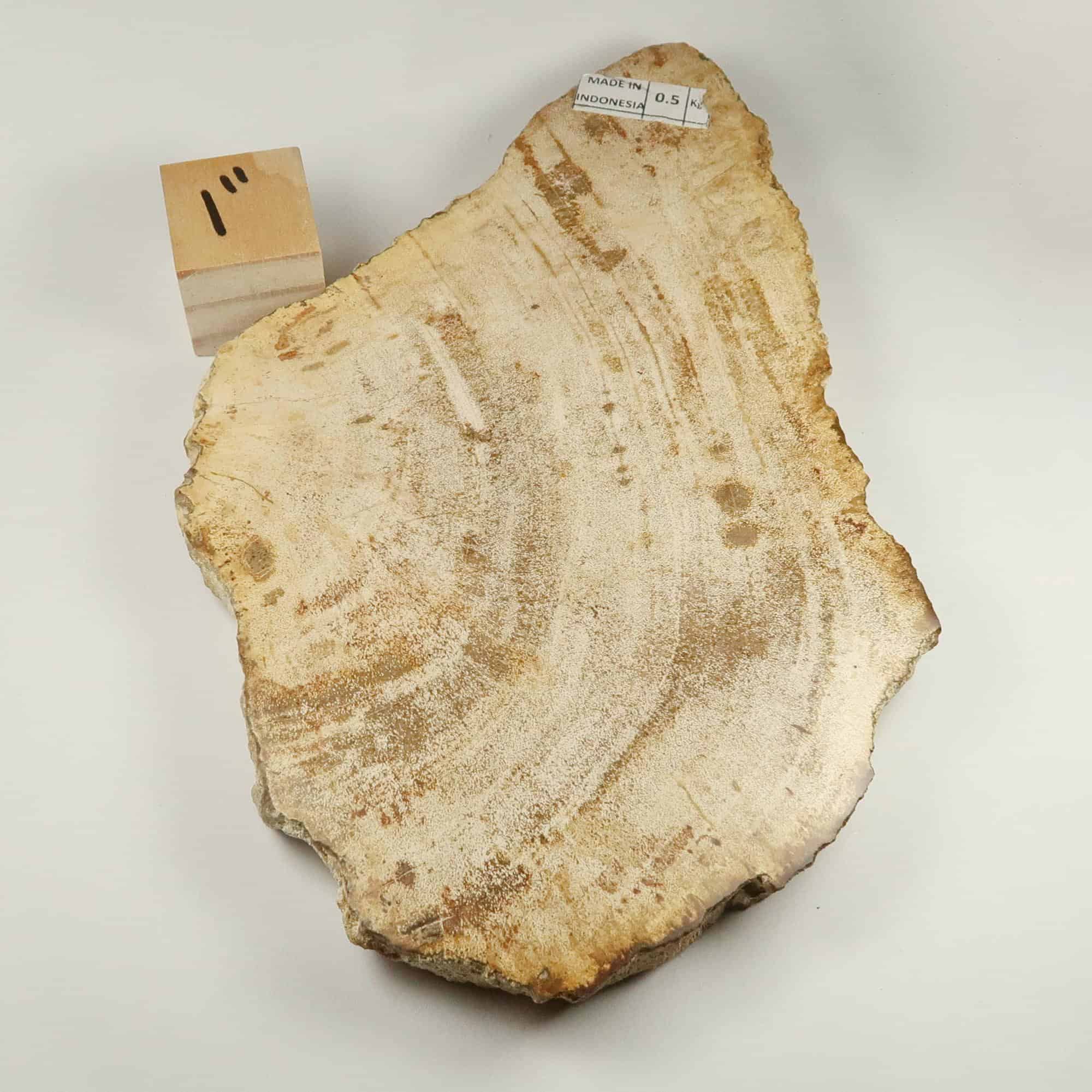 Petrified Wood Slices Buy polished Petrified Wood Slices UK