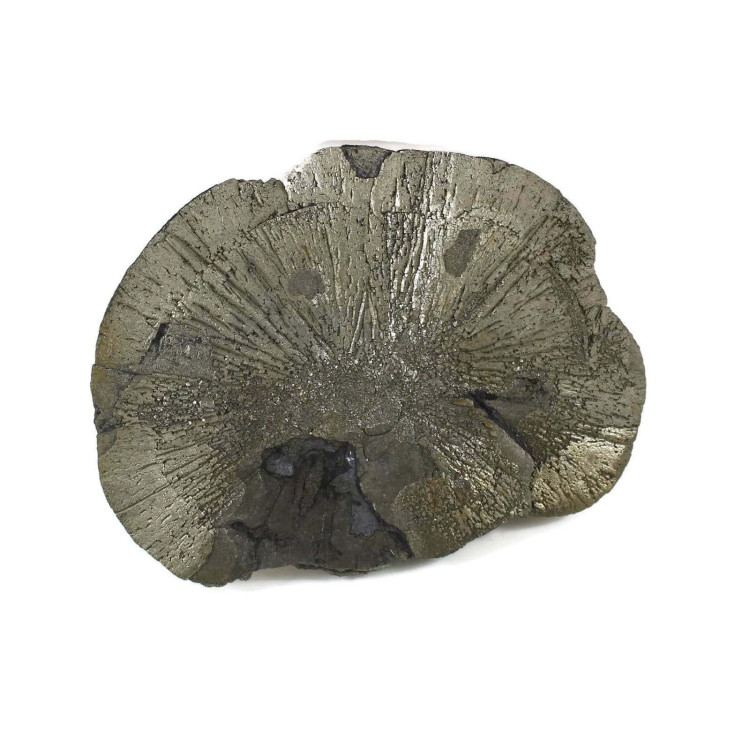 Pyrite Sun specimens from Sparta, IL, USA