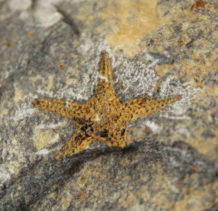 Petraster Starfish Fossil on Matrix