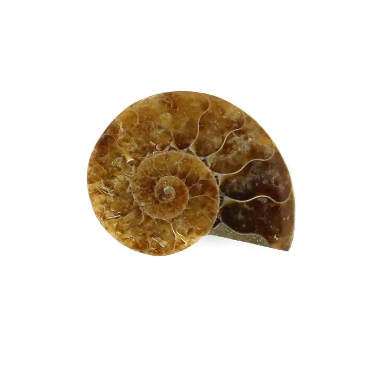 Cut and Polished Ammonite Fossils