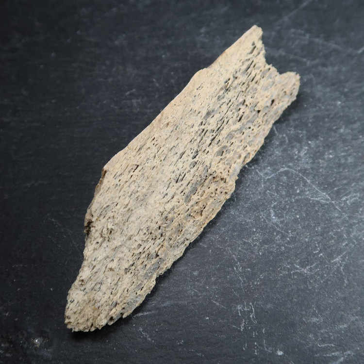 Mammoth Bone Fragment (3)