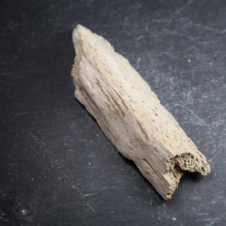 Mammoth Bone Fragment (4)