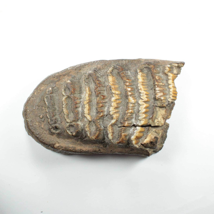 Wooly Mammoth Tooth Slice 9754