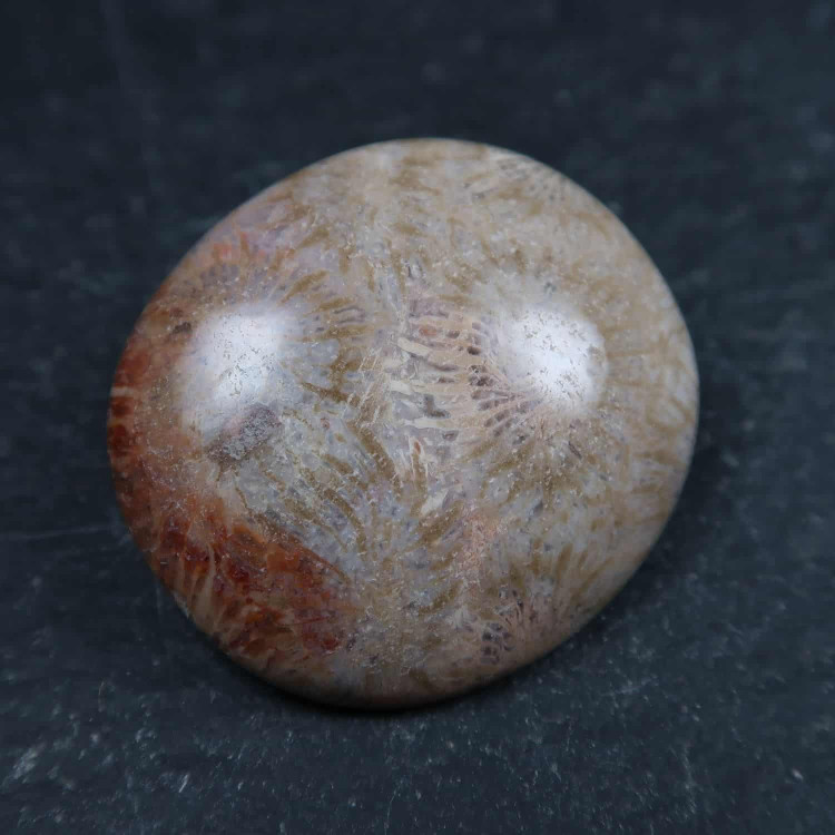 fossilised coral cabochons for jewellery making 7