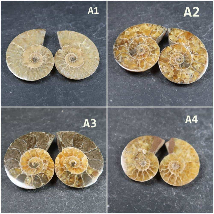 Cut Ammonite Pairs A1 A4