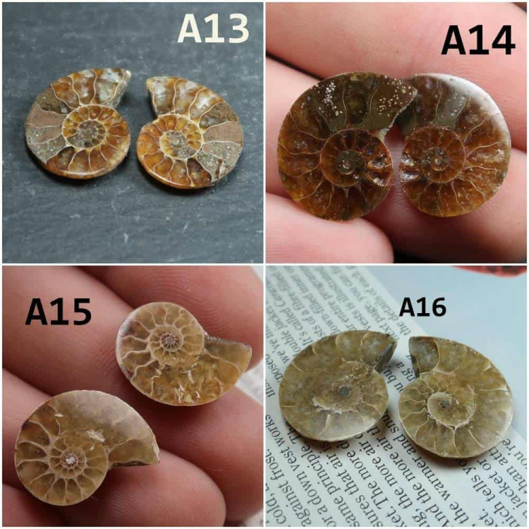 Cut Ammonite Pairs A13 16