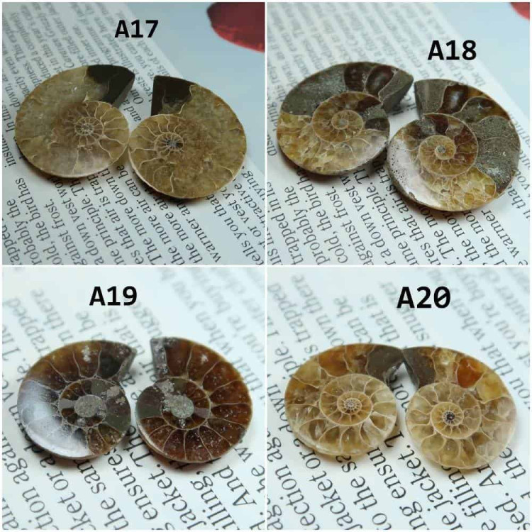 Cut Ammonite Pairs A17 20