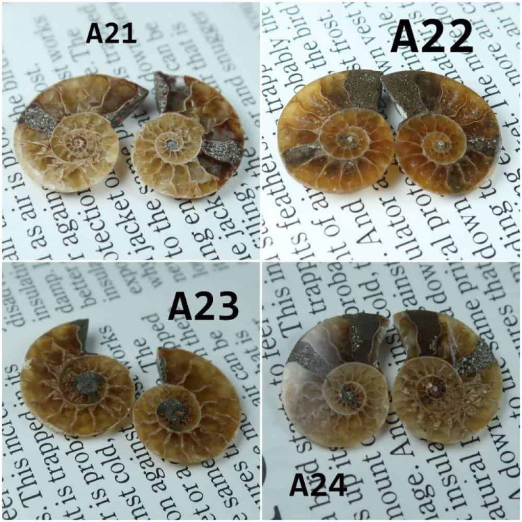 Cut Ammonite Pairs A20 A24