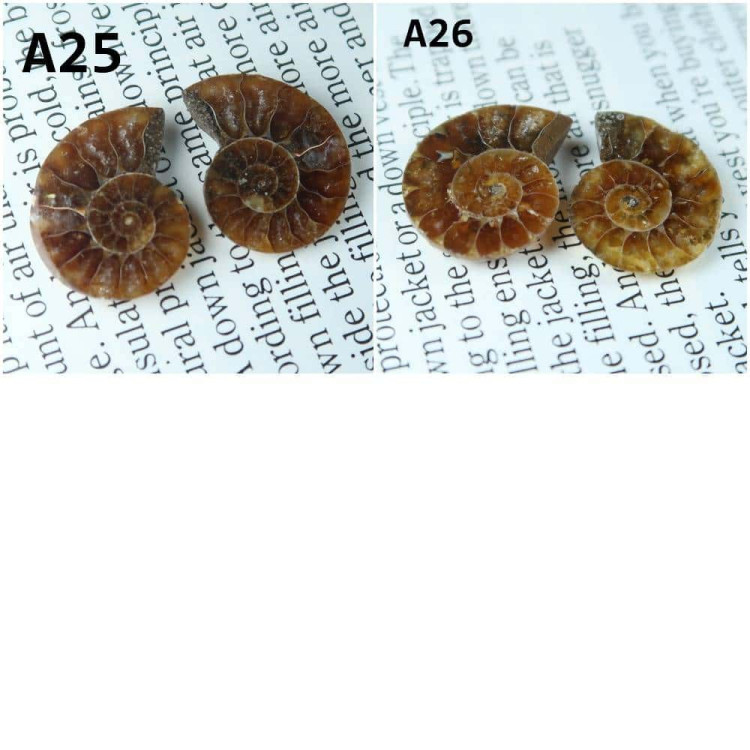 Cut Ammonite Pairs A25 26