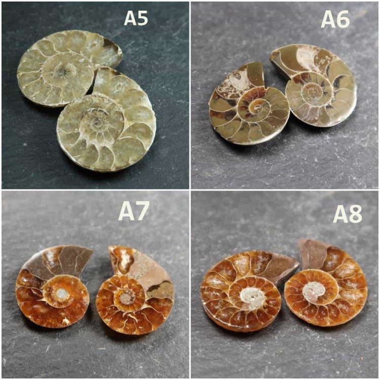 Cut Ammonite Pairs A5 A8