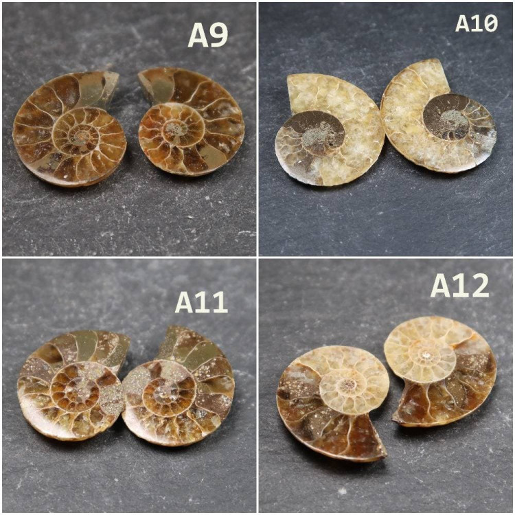 Cut Ammonite Pairs A9 12