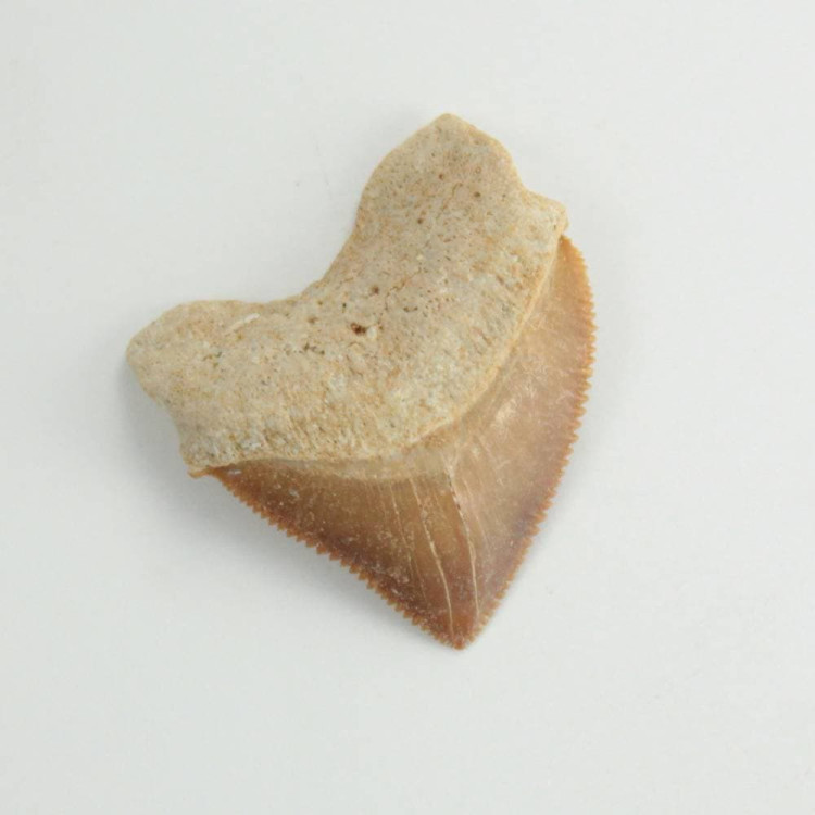 Fossil Squalicorax Sharks Teeth